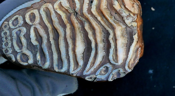 Un mamut de 1,1 millones de años revela el ADN más antiguo de una bacteria en un animal