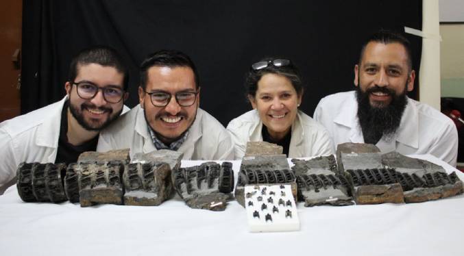 Descubren en el centro de Colombia el fósil del tiburón gigante más completo del mundo