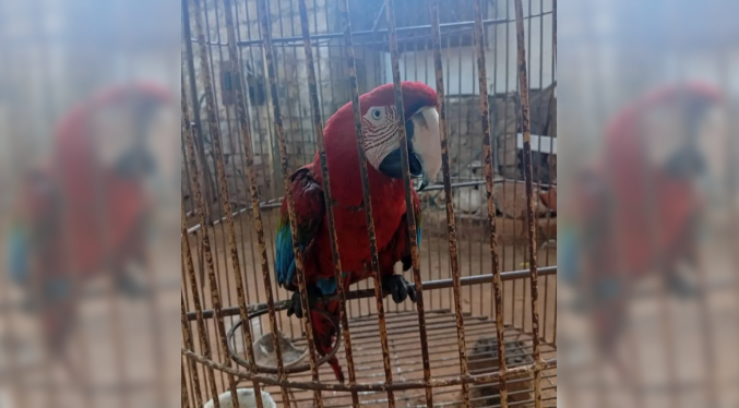 Bomberos muestran guacamaya rescatada durante la explosión en San Francisco