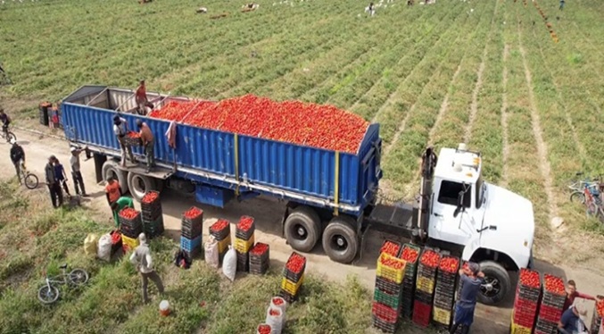 Productores de Portuguesa avanzan en cultivos clave pese a afectaciones por lluvias