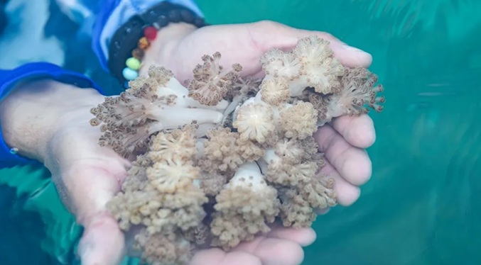 Iniciarán nuevas pruebas para mitigar presencia del coral Unomia Stolonifera en Anzoátegui