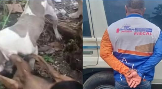 Va preso por incitar a un canino de raza pitbull a atacar a otro en Yaracuy