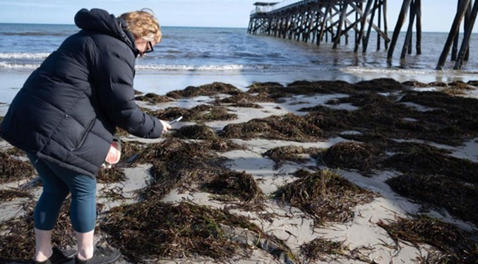 Australia advierte de riesgo para asmáticos por un alga tóxica que mata a la fauna marina