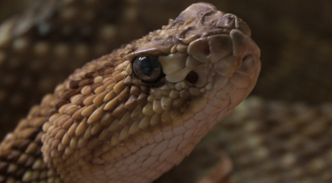 Solo 20 % de las serpientes en Venezuela son peligrosas, según expertos