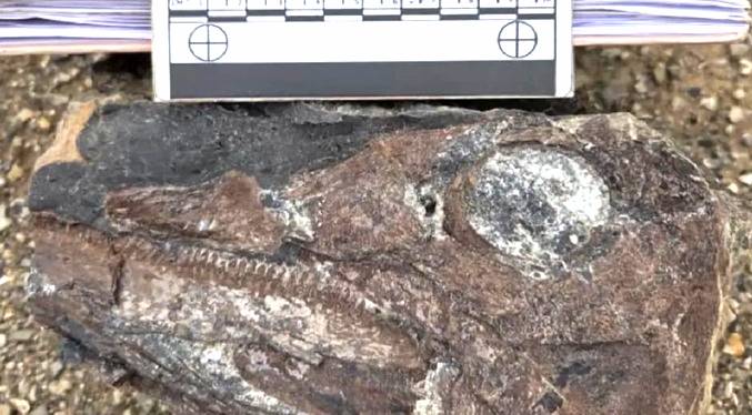 Hallan restos fósiles de reptil marino en Táchira
