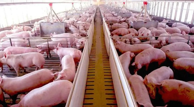 Alto costo de alimentos balanceados afecta producción de cerdo y aves, según productores