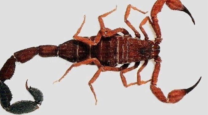 Salvan a niña en El Chiquinquirá por ataque de escorpión en Lara