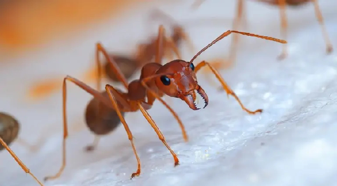 Japón intercepta un «regalo» venenoso de China: 10.000 hormigas de fuego que viajaban en un barco