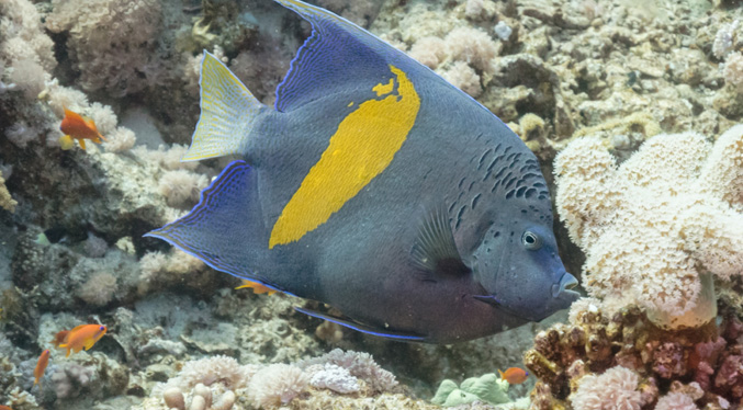 Nueva especie exótica llega a las costas venezolanas