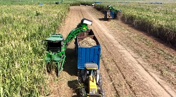 Productores tienen meta de un 1.7 millones toneladas de caña para la zafra 2025-2026