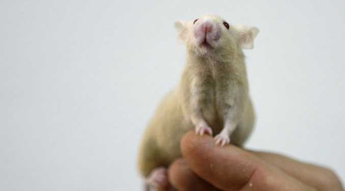 Científicos de una universidad suiza logran modificar la creación de recuerdos en ratones