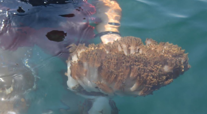 Científicos identifican especies marinas afectadas por coral invasor en Anzoátegui