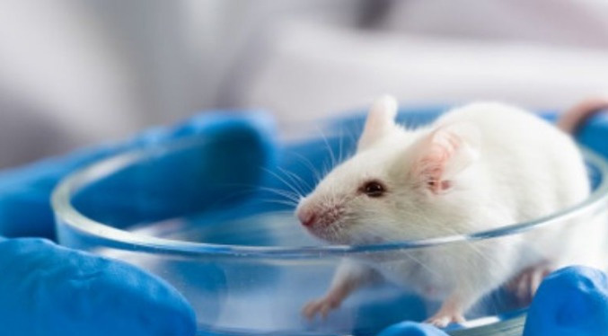 Terapia experimental en ratones mejora defectos de memoria del síndrome de Down