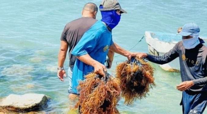 En Margarita impulsan cultivo y exportación de algas marinas