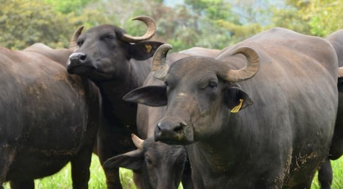 Ganaderos estiman cerrar este año con más de 3 millones de cabezas de bufalino