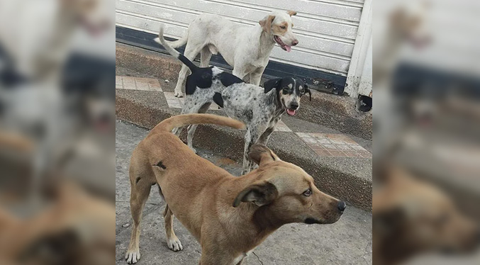 Investigan el envenenamiento de perros comunitarios en Lagunillas