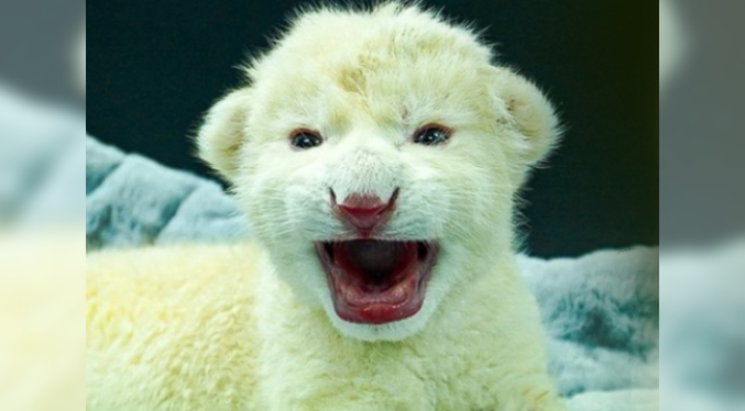 Nacen dos cachorros de león blanco de Timbavati en el Zoológico de Las Delicias en Maracay