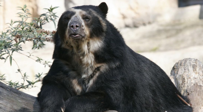 Trujillo desarrolla sistemas agroforestales para conservar espacios naturales del oso frontino