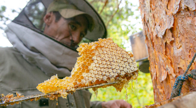 Apicultores de Guárico advierten sobre el incremento de castradores de colmenas