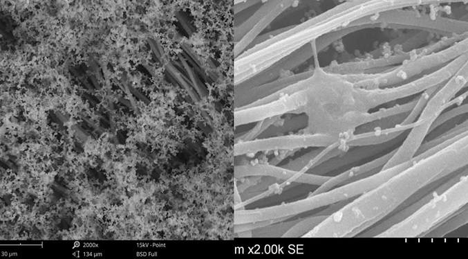 Testan con éxito en ratas un parche que libera fármacos y regenera tejido tras un infarto