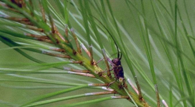 Detectan brote de plaga del nematodo del pino por primera vez en Francia