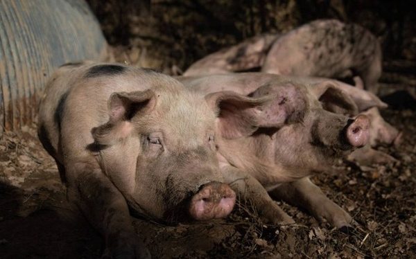 Taiwán prohíbe importación de productos porcinos de España por la peste porcina africana