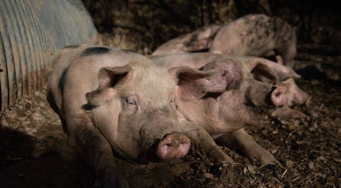 Brote de peste porcina en España está controlado
