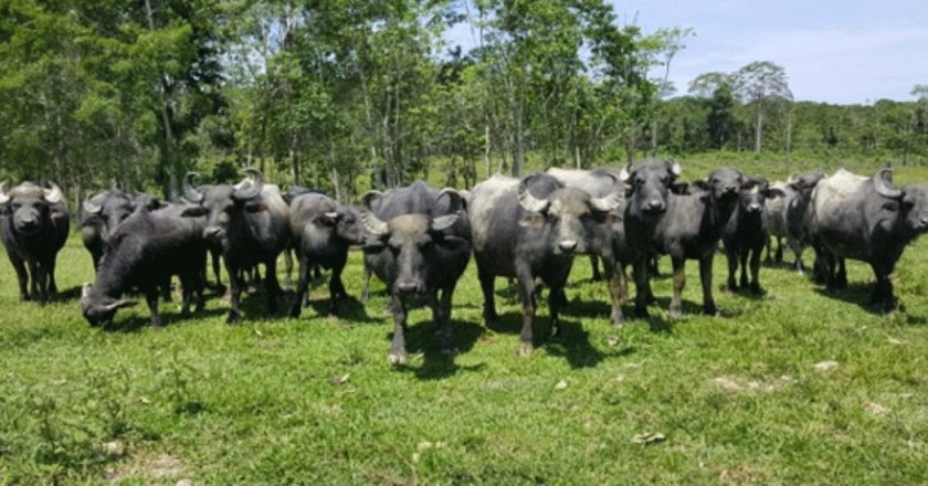 Rebaño de búfalos en Venezuela incrementó un 15 % en 2025