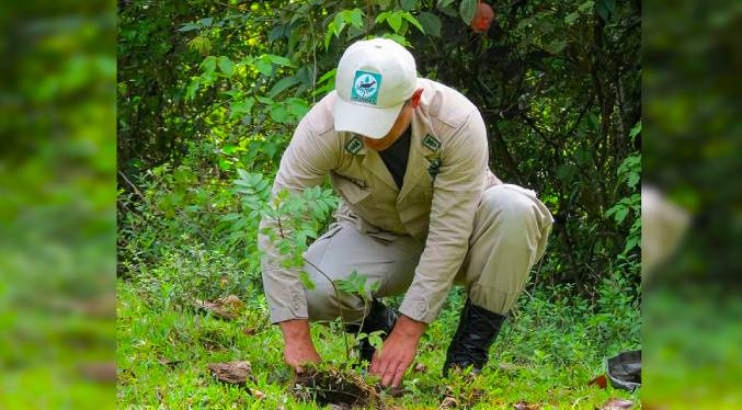 Venezuela planta unas 32 mil especies forestales y frutales para reforestación