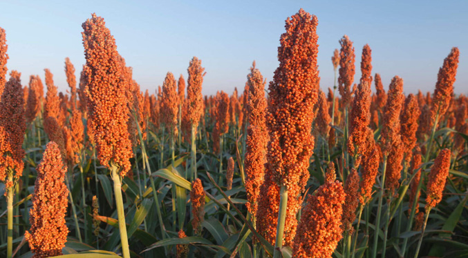 Importarán semillas para sembrar hasta 30 mil hectáreas de sorgo en 2026