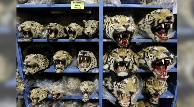 Empeora el tráfico mundial de tigres; se incautan 9 grandes felinos por mes