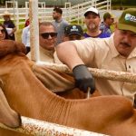 Caldera acompaña el inicio del segundo ciclo de vacunación antiaftosa