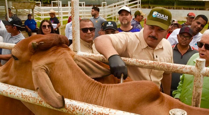 Caldera acompaña el inicio del segundo ciclo de vacunación antiaftosa