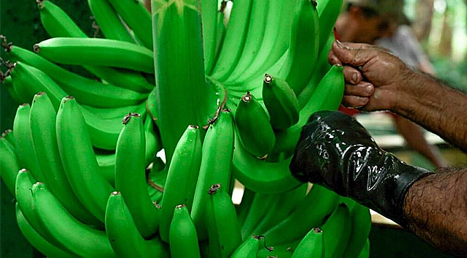 Ecuador activa emergencia fitosanitaria tras encontrar hongo letal en una finca de banano