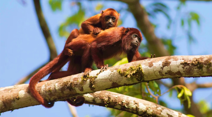 Inicia campaña formativa en protección de la fauna silvestre en Venezuela