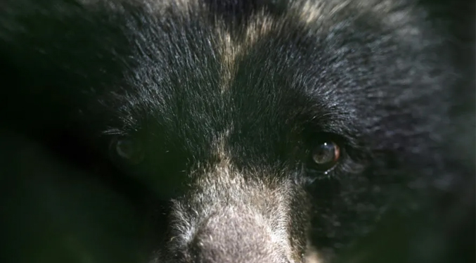 Oso que escapó de un zoológico en Colombia muere en medio de su liberación