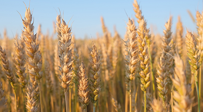Proyecto de planta de trigo en ZEE de La Guaira podría cubrir el 100 % de la producción nacional