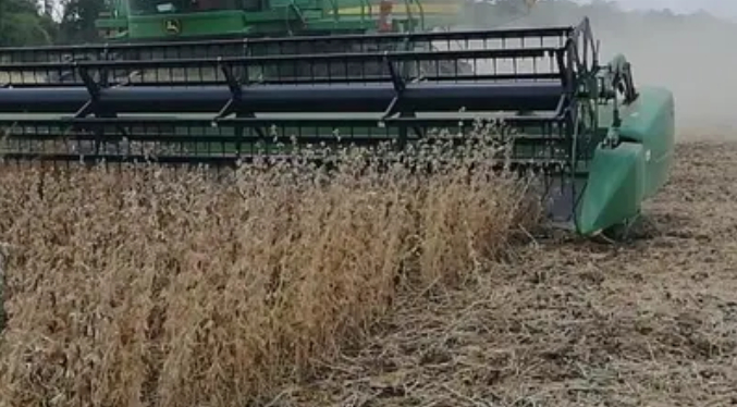 Aumento de la temperatura podría afectar el 30 % de la producción mundial del maíz, trigo y arroz