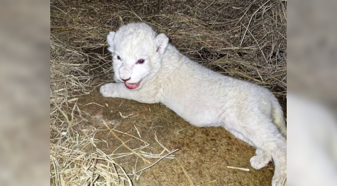 Fallece cría de león en Zoológico de Las Delicias en Maracay