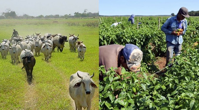 Ministerio de Agricultura: Sector agrícola y pecuario creció 8,6 % en 2025