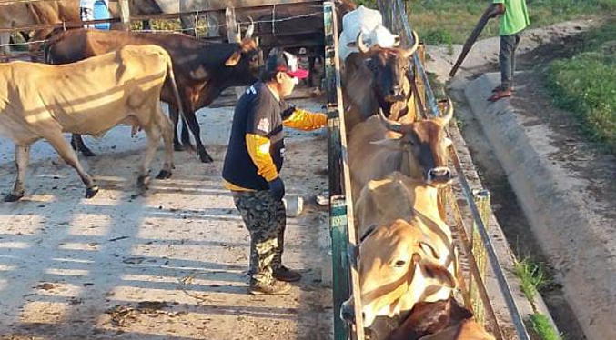 Vacunados más de 2.600 animales contra la fiebre aftosa en Maracaibo