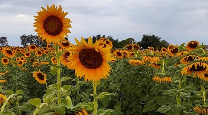 Turistas podrán disfrutar de los campos de girasoles en Portuguesa hasta el 11-Ene