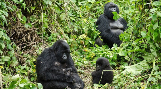 Nacen gorilas gemelos en el Parque Nacional de Virunga en RD del Congo