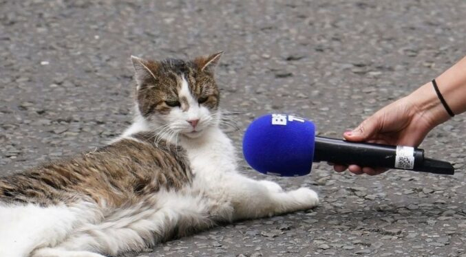 Fiesta en Downing Street: Gato Larry celebra 15 años como Ratonero Oficial del gobierno británico