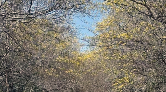 El Jardín Botánico anuncia una floración atípica