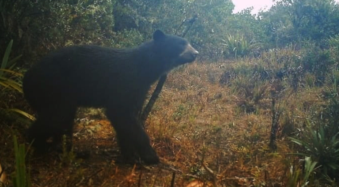 Proyecto Oso Andino confirma reproducción de la especie en Trujillo