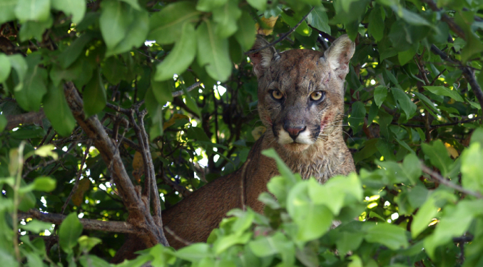 Puma ataca e hiere de gravedad a un hombre en Carabobo