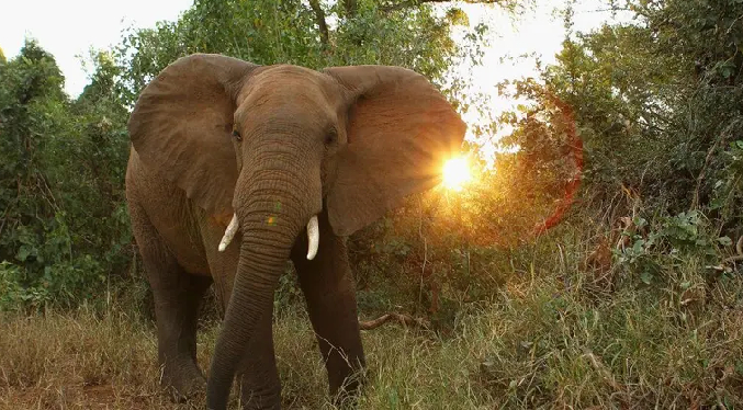 Un elefante mata a un turista en un parque nacional de Tailandia