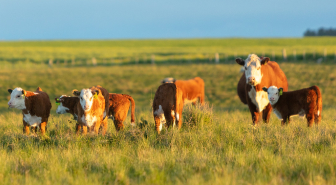Uruguay declara una emergencia agropecuaria por déficit hídrico