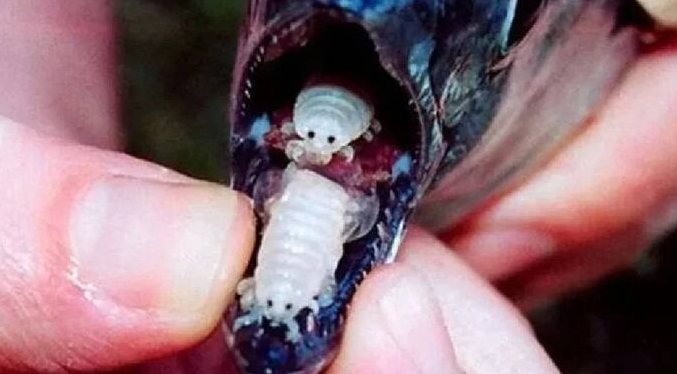 Científicos hallan por primera vez un tipo de parásito en un pez muy consumido en Ecuador